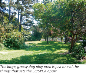Grassy Dog Play Area
